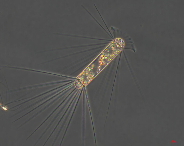 Planktonalgen Corethron pennatum blomstret opp med jern i vannet. (Foto: Marina Montresor, SZN / Alfred Wegener Institute) Planktonalgen Corethron pennatum blomstret opp med jern i vannet. (Foto: Marina Montresor, SZN / Alfred Wegener Institute)