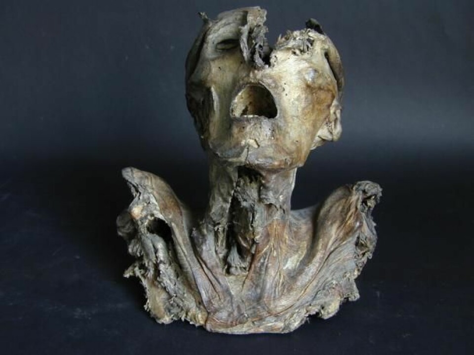 En form for voks har vært med på å bevare det noe groteske mumiehodet usedvanlig godt. (Foto: Archives of Medical Science)