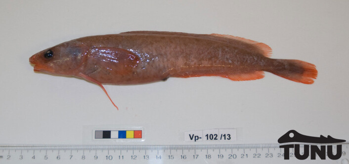 Sølvtangbrosme, Gaidropsarus argentatus, tatt på 1000 meter i Nordøstgrønland i august 2013. (Foto: Arve Lynghammar, UiT) Sølvtangbrosme, Gaidropsarus argentatus, tatt på 1000 meter i Nordøstgrønland i august 2013. (Foto: Arve Lynghammar, UiT)