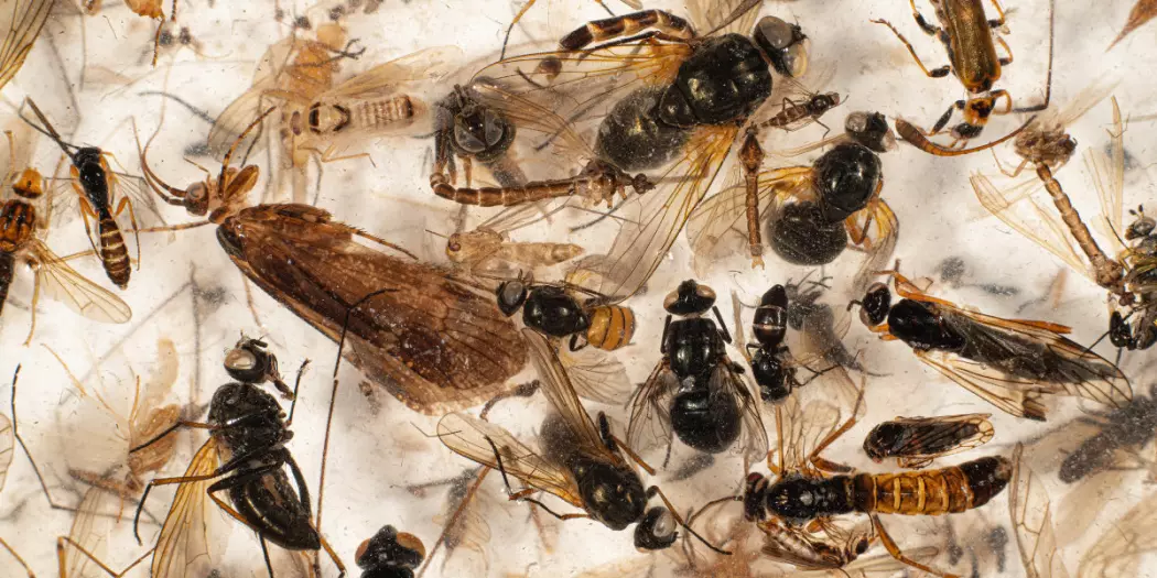 Hver prøve kan inneholde tusenvis av insekter. Nå kan de artsbestemmes ved hjelp av DNA-metastrekkoding.