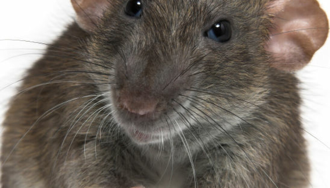 Fryktløs rotte med hjerneskade
