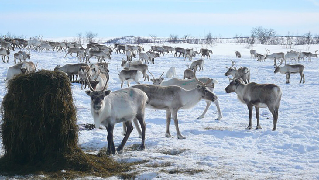 På grunn av uvanlig mye snø og is når ikke reinsdyrene matfatet av islagt lav i beiteområdene. I krisetid blir det brukt flere millioner kroner til fôring av rein. På grunn av uvanlig mye snø og is når ikke reinsdyrene matfatet av islagt lav i beiteområdene. I krisetid blir det brukt flere millioner kroner til fôring av rein.