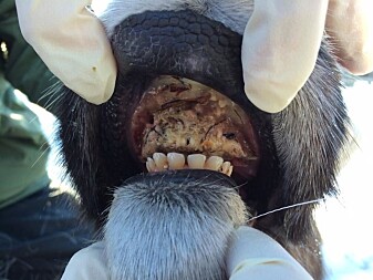 Det oppstår oftere sykdom hos rein som blir fôret i gjerde. Her er det både nekrobacillose og munnskurv fra rein, fotografert av nordiske veterinærer som har undersøkt sykdommer hos rein under et spesielt forsøk i Sverige og Finland. Det oppstår oftere sykdom hos rein som blir fôret i gjerde. Her er det både nekrobacillose og munnskurv fra rein, fotografert av nordiske veterinærer som har undersøkt sykdommer hos rein under et spesielt forsøk i Sverige og Finland.
