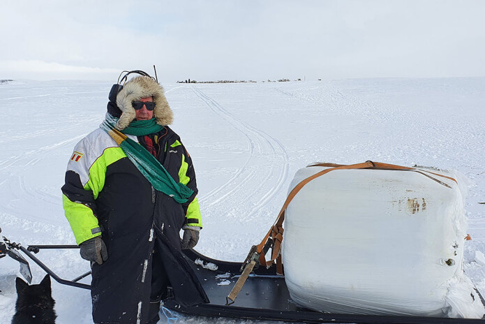 Nils Johan Bongo, som er broren til Mikkel P. Bongo, har her akkurat kommet fram til flokken med en 1200-kilos rundballe på et flakslep etter snøskuteren. Ifølge brødrene er det mye arbeid hele døgnet, tunge lass og en utfordring å fôre, når de ikke har gjort det før. Nils Johan Bongo, som er broren til Mikkel P. Bongo, har her akkurat kommet fram til flokken med en 1200-kilos rundballe på et flakslep etter snøskuteren. Ifølge brødrene er det mye arbeid hele døgnet, tunge lass og en utfordring å fôre, når de ikke har gjort det før.