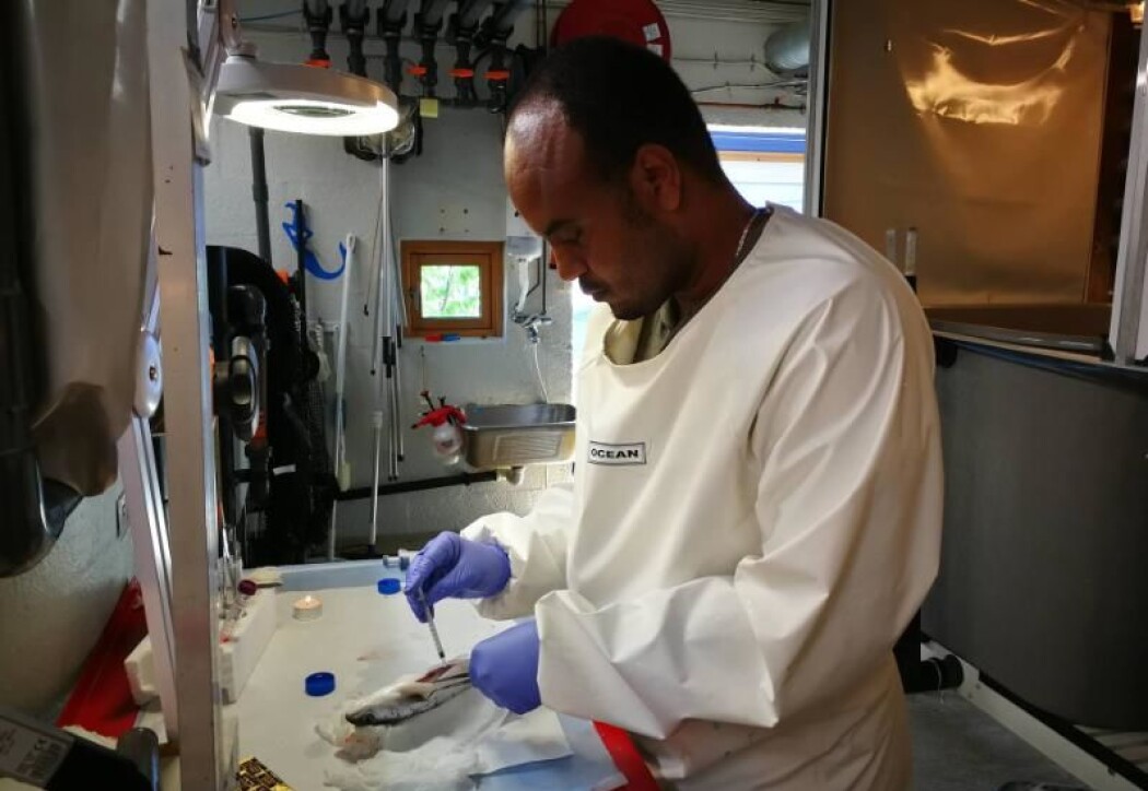 Shiferaw Jenberie forskar på laks på laboratoriet. Shiferaw Jenberie forskar på laks på laboratoriet.