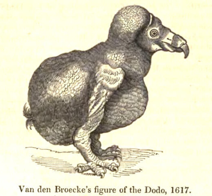 Dodo-fuglen ble utryddet av europeere mot slutten av 1600-tallet. Slik tegnet Peter Van der Broecke den, fritt etter hukommelsen, flere år etter at han besøkte Mauritius i 1617, ifølge Wikimedia. (Foto: (Wikimedia Commons)) Dodo-fuglen ble utryddet av europeere mot slutten av 1600-tallet. Slik tegnet Peter Van der Broecke den, fritt etter hukommelsen, flere år etter at han besøkte Mauritius i 1617, ifølge Wikimedia. (Foto: (Wikimedia Commons))