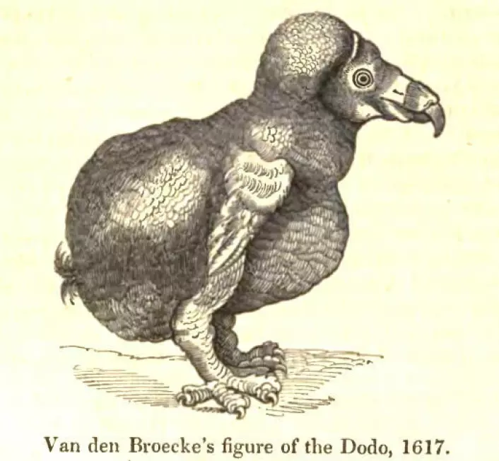 Dodo-fuglen ble utryddet av europeere mot slutten av 1600-tallet. Slik tegnet Peter Van der Broecke den, fritt etter hukommelsen, flere år etter at han besøkte Mauritius i 1617, ifølge Wikimedia. (Foto: (Wikimedia Commons))