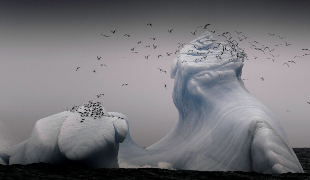 Selen ved Svalbard. Selen ved Svalbard.