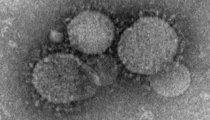 Minst fire forskjellige koronavirus sirkulerer i menneskeheten uten å gjøre særlig skade