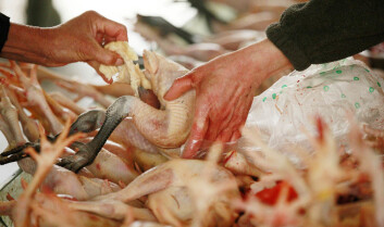 H7N9-viruset smittet etter alt å dømme direkte mellom en 60-årig mann og datteren på 32, mener forskere. Begge er døde av fugleinfluensaen, som ble oppdaget i april og i begynnelsen av juli hadde tatt livet av 43 personer i Kina. (Illustrasjonsfoto: Colourbox) H7N9-viruset smittet etter alt å dømme direkte mellom en 60-årig mann og datteren på 32, mener forskere. Begge er døde av fugleinfluensaen, som ble oppdaget i april og i begynnelsen av juli hadde tatt livet av 43 personer i Kina. (Illustrasjonsfoto: Colourbox)