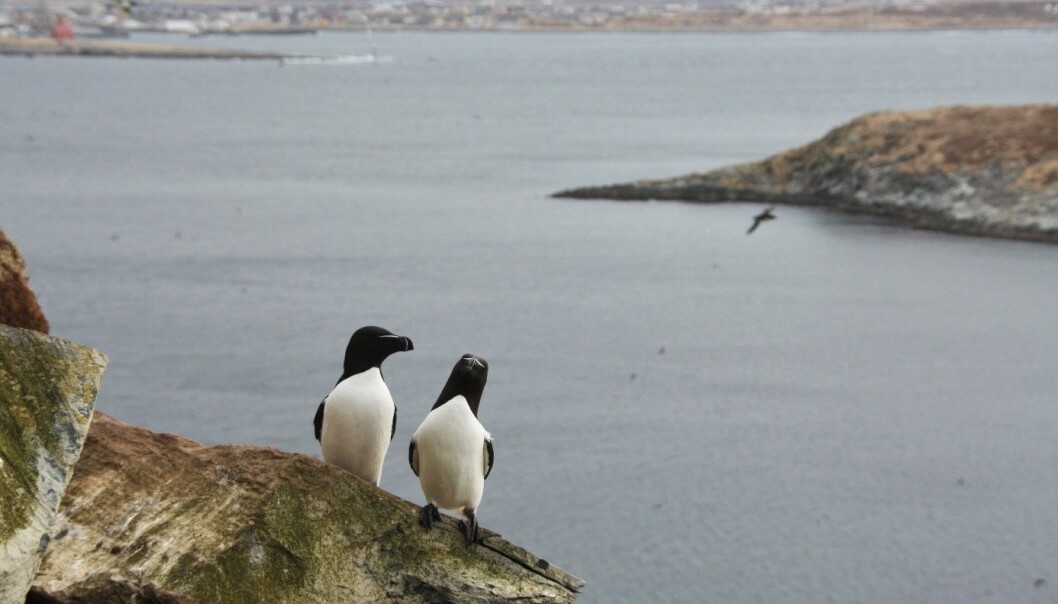 To alker på Hornøya utenfor Vardø. Noen av disse fuglene blir værende i nord, mens andre flyr helt til Kattegat for å overvintre. To alker på Hornøya utenfor Vardø. Noen av disse fuglene blir værende i nord, mens andre flyr helt til Kattegat for å overvintre.