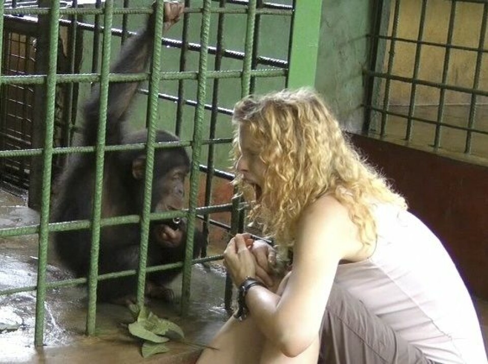 Her ser vi sjimpansen blir smittet av gjesping fra et menneske som den ikke kjenner godt fra før. Her forsker Elainie Madsen. (Foto: Elainie Madsen)