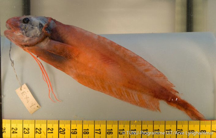 Kongeringbuk (Rhodichthys regina). (Foto: Arve Lynghammar) Kongeringbuk (Rhodichthys regina). (Foto: Arve Lynghammar)