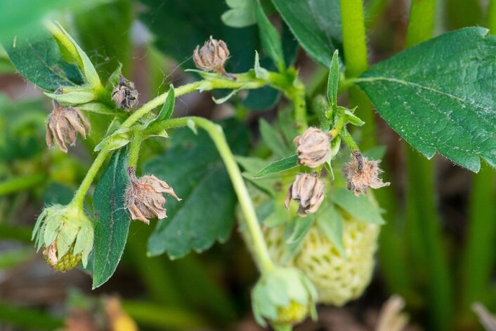 Skade på blomsterknopper etter jordbærsnutebille. (Foto: Erling Fløistad) Skade på blomsterknopper etter jordbærsnutebille. (Foto: Erling Fløistad)