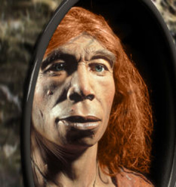 "Neandertalerne hadde garantert ingen speil på veggen, men slik ser forskere for seg at de kan ha sett ut. Neandertalerne var en menneskeart som var kraftigere og større enn homo sapiens, og med et hjernevolum som var relativt likt. Likevel tok Cro Magnon-mennesket fullstendig luven av neandertalerne. Etter bare rundt 15 - 20 000 års sameksistens, var neandertalerne historie." "Neandertalerne hadde garantert ingen speil på veggen, men slik ser forskere for seg at de kan ha sett ut. Neandertalerne var en menneskeart som var kraftigere og større enn homo sapiens, og med et hjernevolum som var relativt likt. Likevel tok Cro Magnon-mennesket fullstendig luven av neandertalerne. Etter bare rundt 15 - 20 000 års sameksistens, var neandertalerne historie."