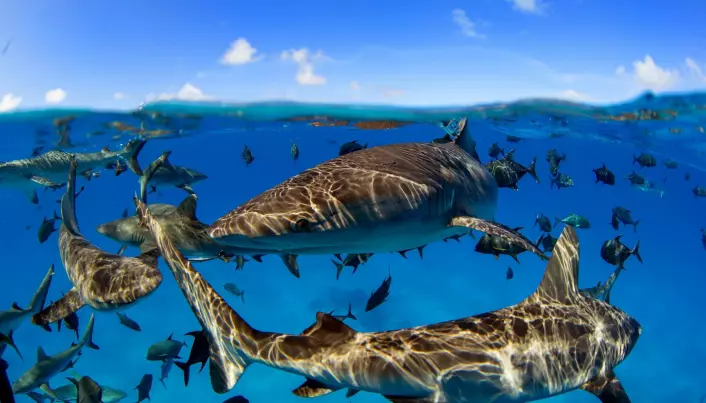 Ifølge WWF dør 100 millioner haier på grunn av fisket etter haifinner hvert år. Flere arter av haier er truet av utryddelse.