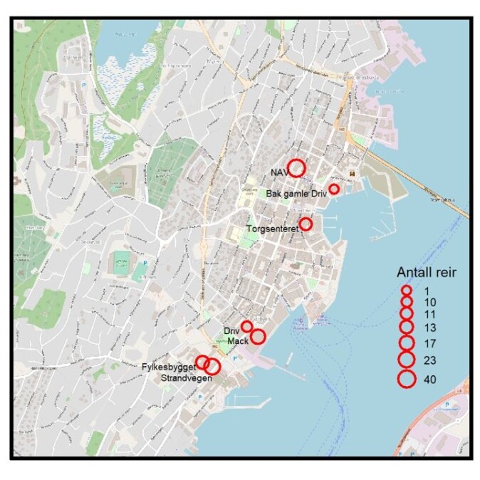 Økning: I 2018 var det 42 hekkende par i Tromsø sentrum. I 2019 var det 115 hekkende par. Økning: I 2018 var det 42 hekkende par i Tromsø sentrum. I 2019 var det 115 hekkende par.