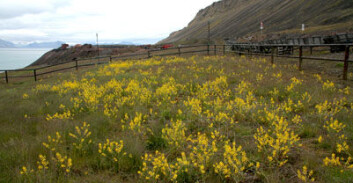 Vinterkarse (Barbarea vulgaris) er en av artene som trives godt i Arktis klima og sprer seg ved bebyggelsen i Barentsburg og Pyramiden på Svalbard. (Foto: Bjørn Erik Sandbakk) Vinterkarse (Barbarea vulgaris) er en av artene som trives godt i Arktis klima og sprer seg ved bebyggelsen i Barentsburg og Pyramiden på Svalbard. (Foto: Bjørn Erik Sandbakk)