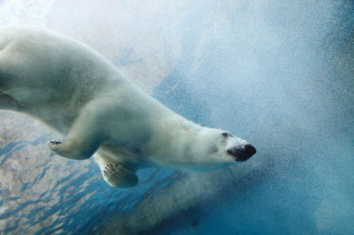 Det finnes i dag antakelig rundt 20 000 isbjørner, og rundt 5000 av dem lever på og rundt Svalbard. (Foto: iStockphoto) Det finnes i dag antakelig rundt 20 000 isbjørner, og rundt 5000 av dem lever på og rundt Svalbard. (Foto: iStockphoto)