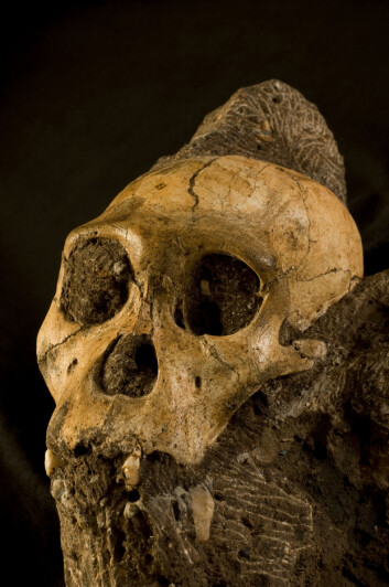 Kraniet til Karabo, den unge og uheldige Australopithecus sediba som falt ned i en hule og døde for nærmere to millioner år siden. (Foto: Brett Eloff/Lee Berger/University of Witwatersrand) Kraniet til Karabo, den unge og uheldige Australopithecus sediba som falt ned i en hule og døde for nærmere to millioner år siden. (Foto: Brett Eloff/Lee Berger/University of Witwatersrand)