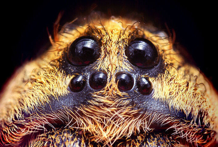 (Foto: Opoterser/Wikimedia Creative Commons) (Foto: Opoterser/Wikimedia Creative Commons)