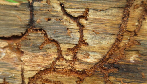 Barkbillen O. longicollis' ganger i treverk. Barkbillen O. longicollis' ganger i treverk.