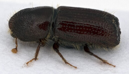 Barkbillen Orthotomicus longicollis, funnet og avbildet av Stefan Olberg. Barkbillen Orthotomicus longicollis, funnet og avbildet av Stefan Olberg.
