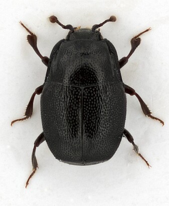 Plegaderus Saucius er en annen utrydningstruet insektart, funnet i skogene rundt Ramsås-Hea. Foto: Stefan Olberg Plegaderus Saucius er en annen utrydningstruet insektart, funnet i skogene rundt Ramsås-Hea. Foto: Stefan Olberg
