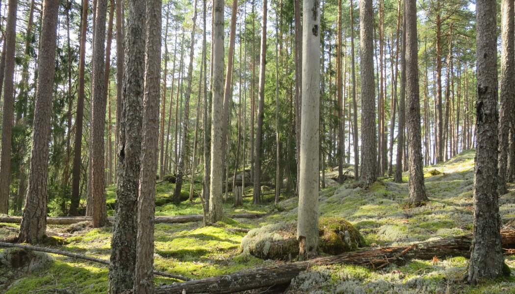 Fra den unike, brannpåvirkede furuskogen i Notodden. Fra den unike, brannpåvirkede furuskogen i Notodden.