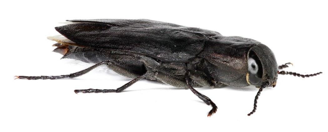 : Sotpraktbillen er blant de branntilpassede, utrydningstruede insektene funnet i gammelskogen i Notodden. Sotpraktbillen utvikler seg i ved som nylig har brent, og dukker opp raskt etter en skogbrann, ofte mens det ennå ryker fra brannfeltet. Arten er avhengig av jevnlige skogbranner i et skoglandskap for å overleve. : Sotpraktbillen er blant de branntilpassede, utrydningstruede insektene funnet i gammelskogen i Notodden. Sotpraktbillen utvikler seg i ved som nylig har brent, og dukker opp raskt etter en skogbrann, ofte mens det ennå ryker fra brannfeltet. Arten er avhengig av jevnlige skogbranner i et skoglandskap for å overleve.