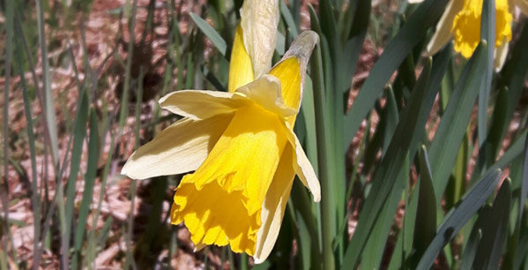 Gul blomst. Den er med i påske-quiz laget av naturforskere. Gul blomst. Den er med i påske-quiz laget av naturforskere.