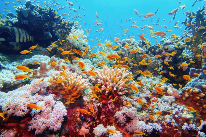 Korallrev er spesielt sårbare for høyere temperatur i havet.
