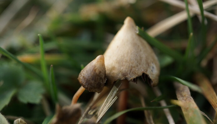 Det psykedeliske stoffet psilocybin finnes blant annet i fleinsopp. Det psykedeliske stoffet psilocybin finnes blant annet i fleinsopp.