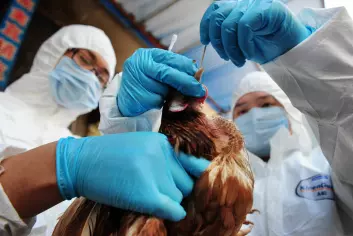Fjærfe sjekkes for H7N9 i Kina. (Foto: Colourbox)