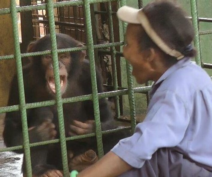 Her ser vi sjimpansen bli smittet av gjesp fra sin surrogatmor. (Foto: Elainie Madsen)