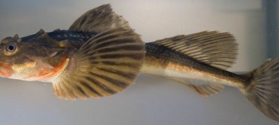 Denne fisken har fått navnet Hornulke (Myoxocephalus quadricornis). Arve Lynghammar