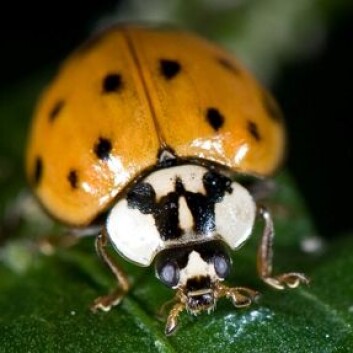 Harlekinmarihøne (Harmonia axyridis). (Foto: Arnstein Staverløkk) Harlekinmarihøne (Harmonia axyridis). (Foto: Arnstein Staverløkk)