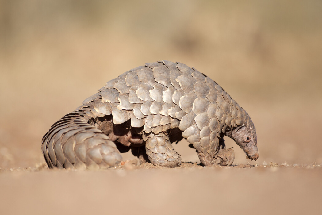 Skjelldyret Pangolin, som ble solgt på matmarkedet i Wuhan, er en mulig smittekilde for korona. Skjelldyret Pangolin, som ble solgt på matmarkedet i Wuhan, er en mulig smittekilde for korona.