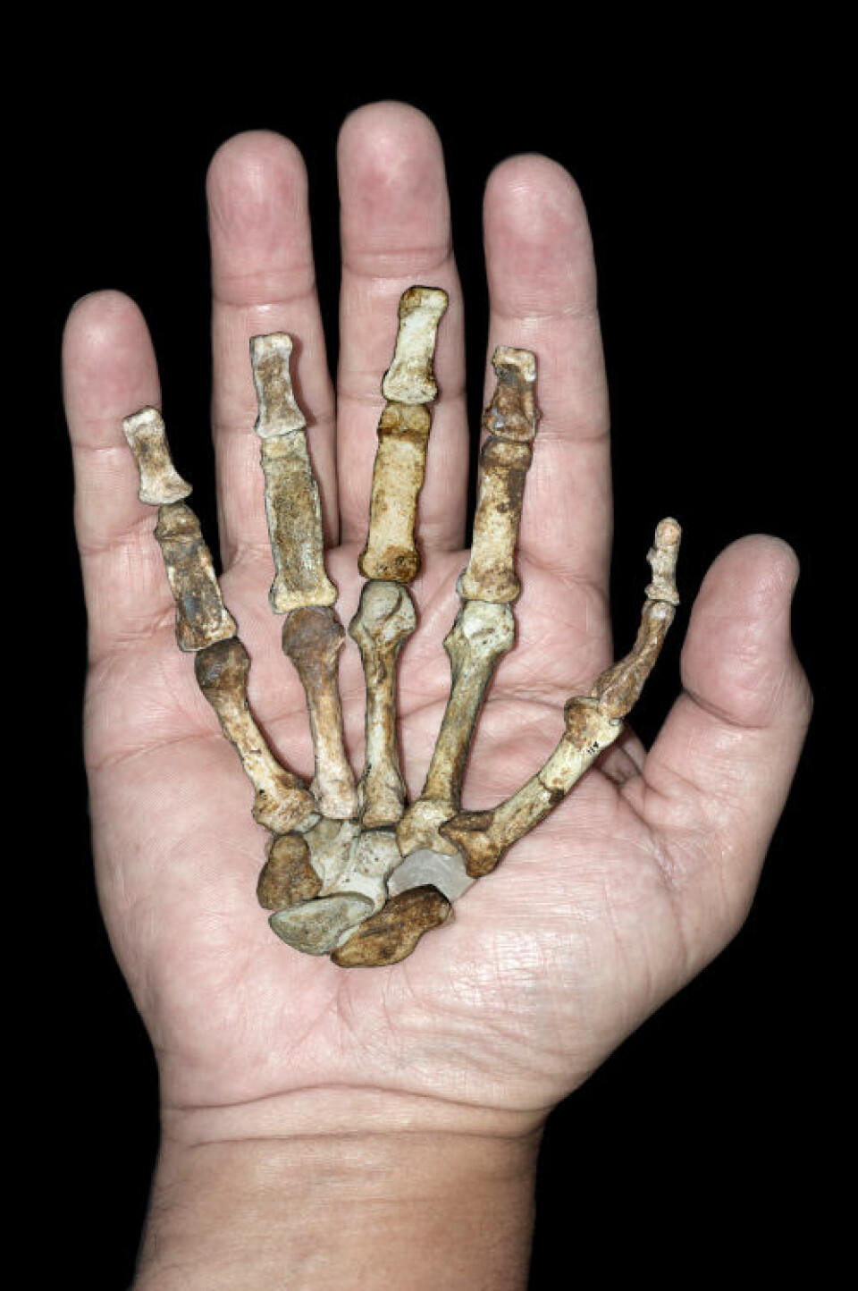Skjelettet av den høyre hånda til MH2 mot en voksen menneskehånd. (Foto: Peter Schmid/Lee Berger/University of Witwatersrand