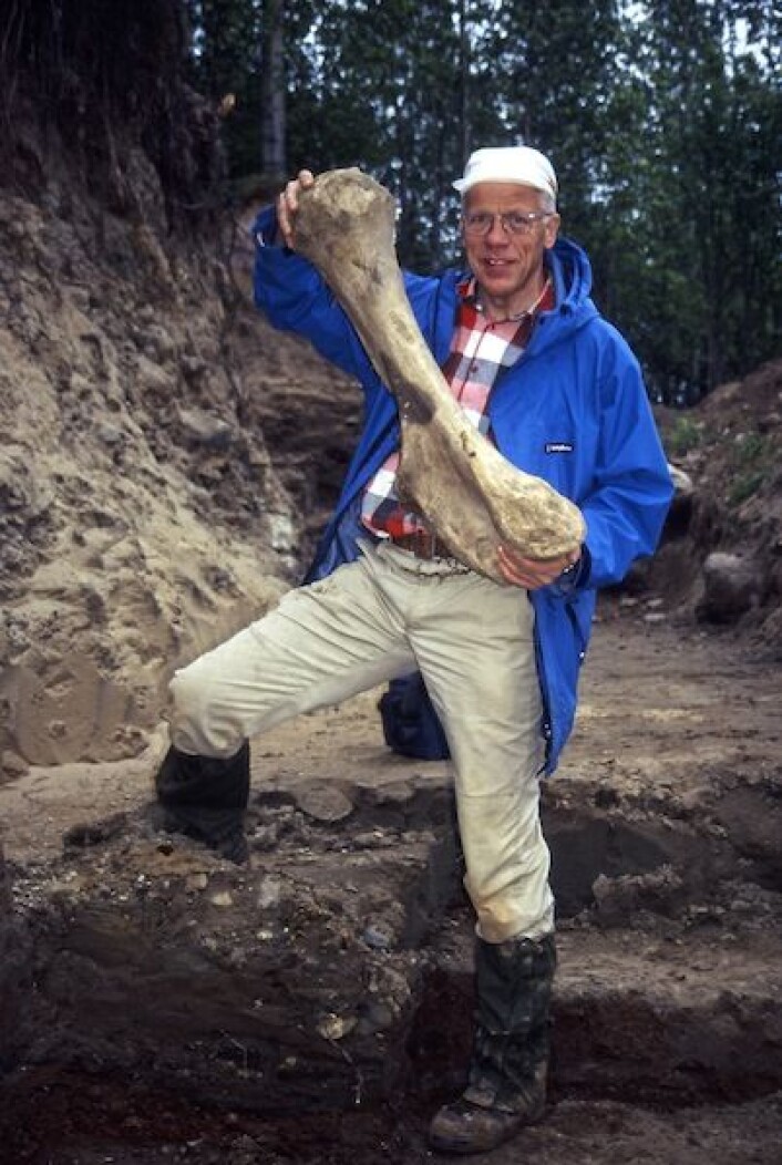 Professor Jan Mangerud fra Universitetet i Bergen med et kjempemessig lårbein av et ullhåret neshorn. Bildet er tatt under utgravningene i Ural. (Foto: Science/AAAS) Professor Jan Mangerud fra Universitetet i Bergen med et kjempemessig lårbein av et ullhåret neshorn. Bildet er tatt under utgravningene i Ural. (Foto: Science/AAAS)