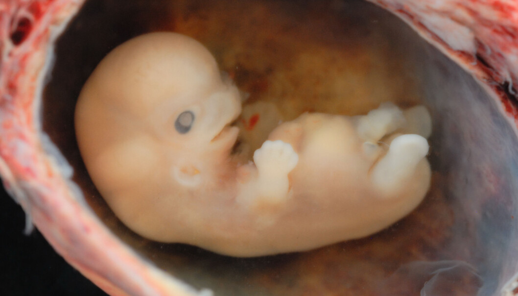Når vi mennesker utvikler oss i mors mage, er det noen helt spesielle gener som er aktive. Nemlig gener fra urgamle virus, som har blitt en del av DNA-et vårt. Når vi mennesker utvikler oss i mors mage, er det noen helt spesielle gener som er aktive. Nemlig gener fra urgamle virus, som har blitt en del av DNA-et vårt.