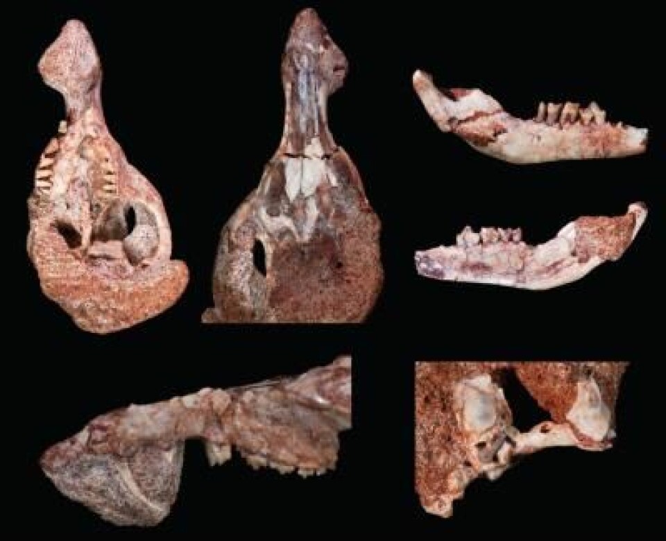 Fossilene som forskerne har funnet. (Foto: University of Louisville)