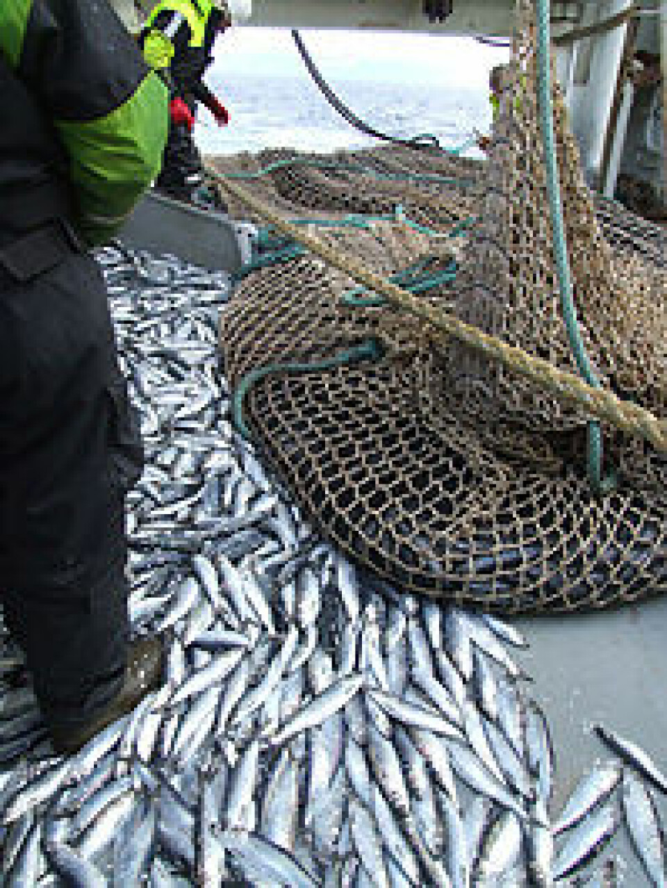 Norsk sildefiske var i ferd med å tømme havet og i 1969 ble sildekrise. (Foto: Øyvind Tangen, Havforskningsinstituttet)