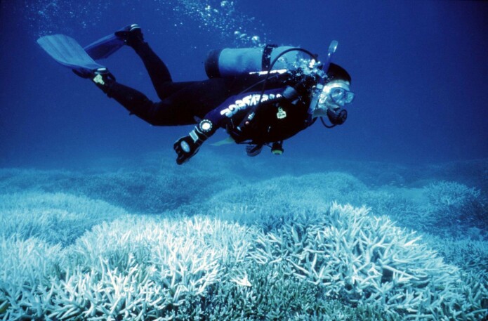 Dette bildet ble tatt i april 1998, da ble store deler av Great Barrier Reef bleket, samt mange andre korallrev i verden. Dette bildet ble tatt i april 1998, da ble store deler av Great Barrier Reef bleket, samt mange andre korallrev i verden.
