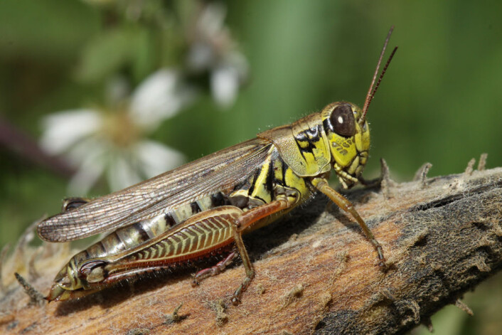 Den planteetende gresshoppa Melanoplus femurrubrum. (Foto: Dror Hawlena) Den planteetende gresshoppa Melanoplus femurrubrum. (Foto: Dror Hawlena)