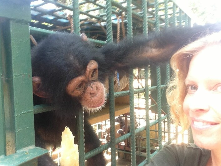 Forsker Elainie Madsen sammen med en av sjimpansene. (Foto: Elainie Madsen)