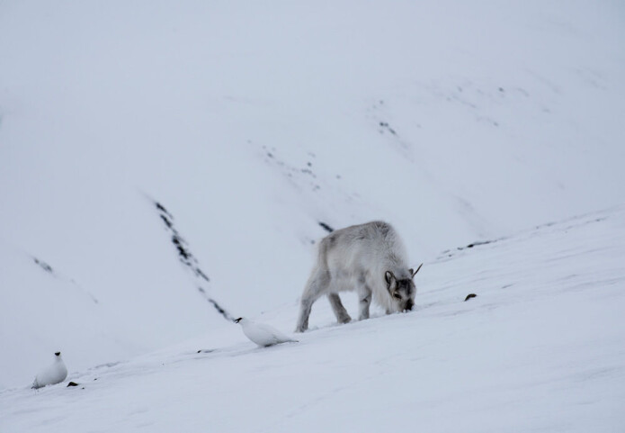 Ryper og reinsdyr fotografert under rypetelling i Adventdalen ved Longyearbyen i 2016. Bildet dokumenterer at ryper finner mat ved å lete i reinsdyras fotspor. Reinsdyra har fjernet snøen slik at rypene kan komme til. Ryper og reinsdyr fotografert under rypetelling i Adventdalen ved Longyearbyen i 2016. Bildet dokumenterer at ryper finner mat ved å lete i reinsdyras fotspor. Reinsdyra har fjernet snøen slik at rypene kan komme til.