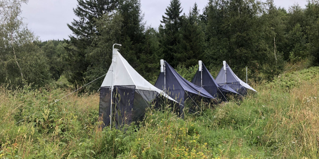 Med slike teltlignende feller fanger forskere flyvende insekter. De tester ut feller av ulik fabrikat og farge for å finne den mest effektive. Med slike teltlignende feller fanger forskere flyvende insekter. De tester ut feller av ulik fabrikat og farge for å finne den mest effektive.