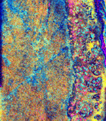 "Chicxulub - krateret, Yucatan. Radarbilde: NASA" "Chicxulub - krateret, Yucatan. Radarbilde: NASA"
