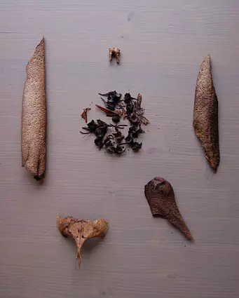 Selection of bones found at the settlement in Varanger.